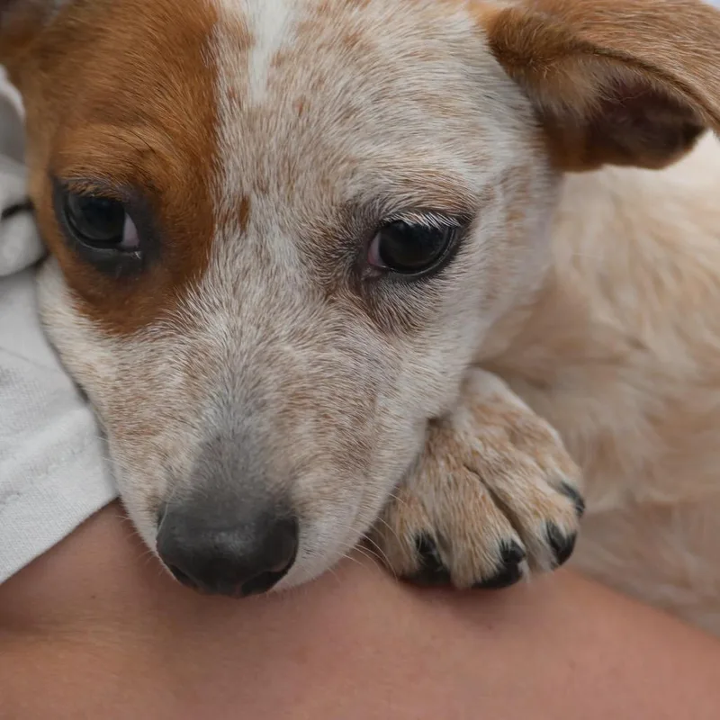 A baby small-sized male White / Cream Jack Russell Terrier dog named Will for adoption in Kansas City, MO