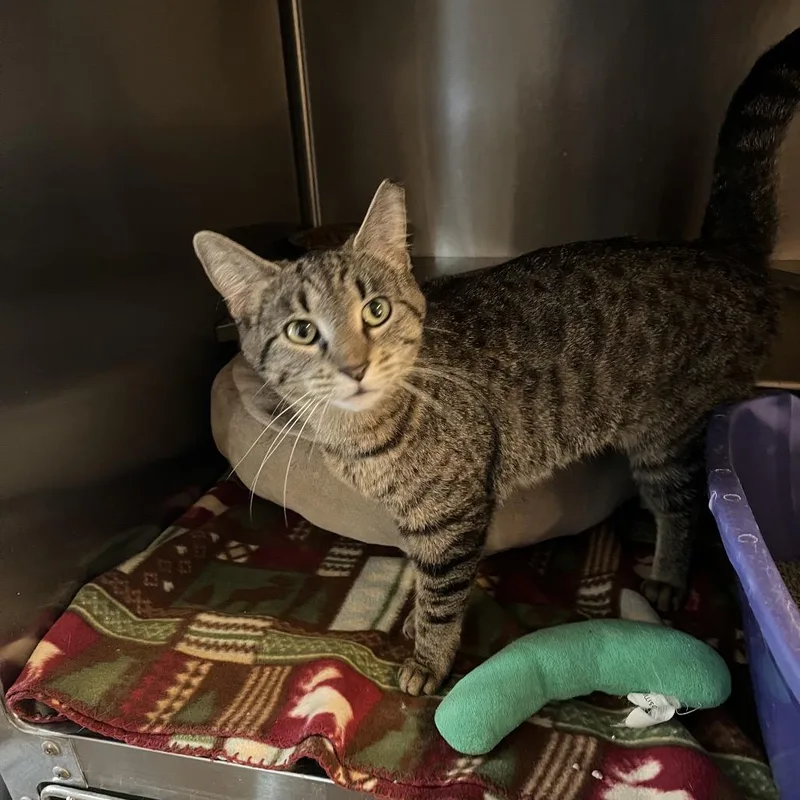 An adult medium-sized female Brown / Chocolate Domestic Short Hair cat named Beans for adoption in Chicago, IL