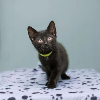 A baby small-sized male Domestic Short Hair cat named Chucky for adoption in Parma, OH