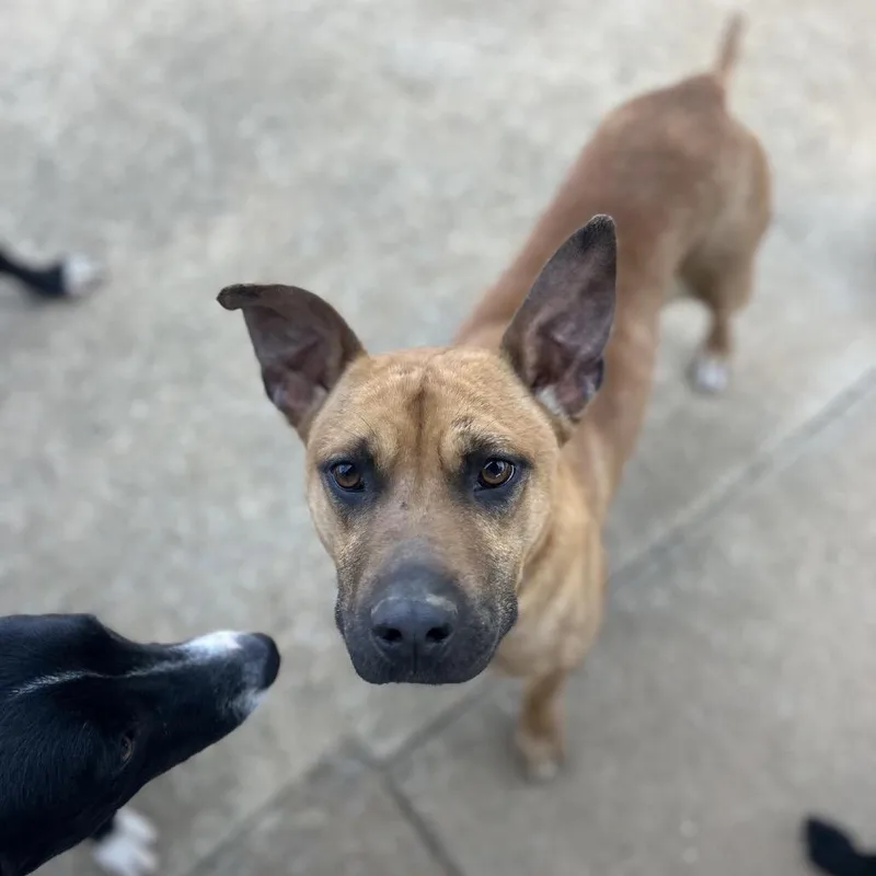 A young medium-sized male Red / Chestnut / Orange Mixed Breed dog named Bryce for adoption in Brownsboro, AL