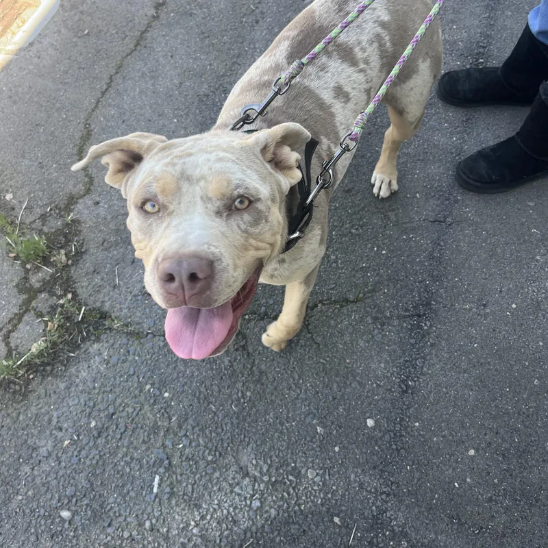 A baby large-sized female Merle (Red) American Bully dog named Miss Piggy for adoption in Sonora, CA
