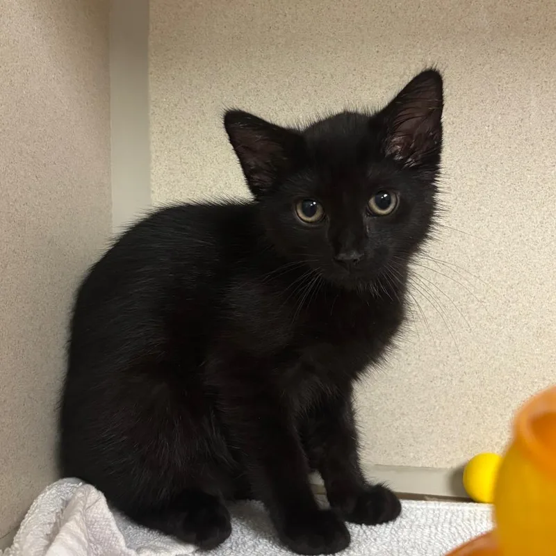 A baby small-sized male Black Domestic Short Hair cat named Olive for adoption in Wantagh, NY
