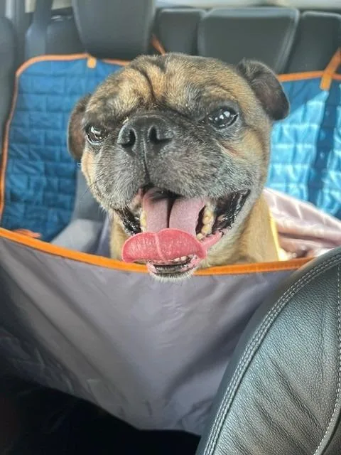 Pugberto