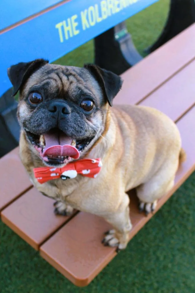 Pugberto thumbnail 3