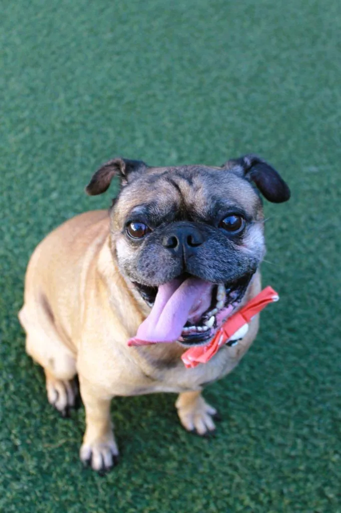 Pugberto thumbnail 4
