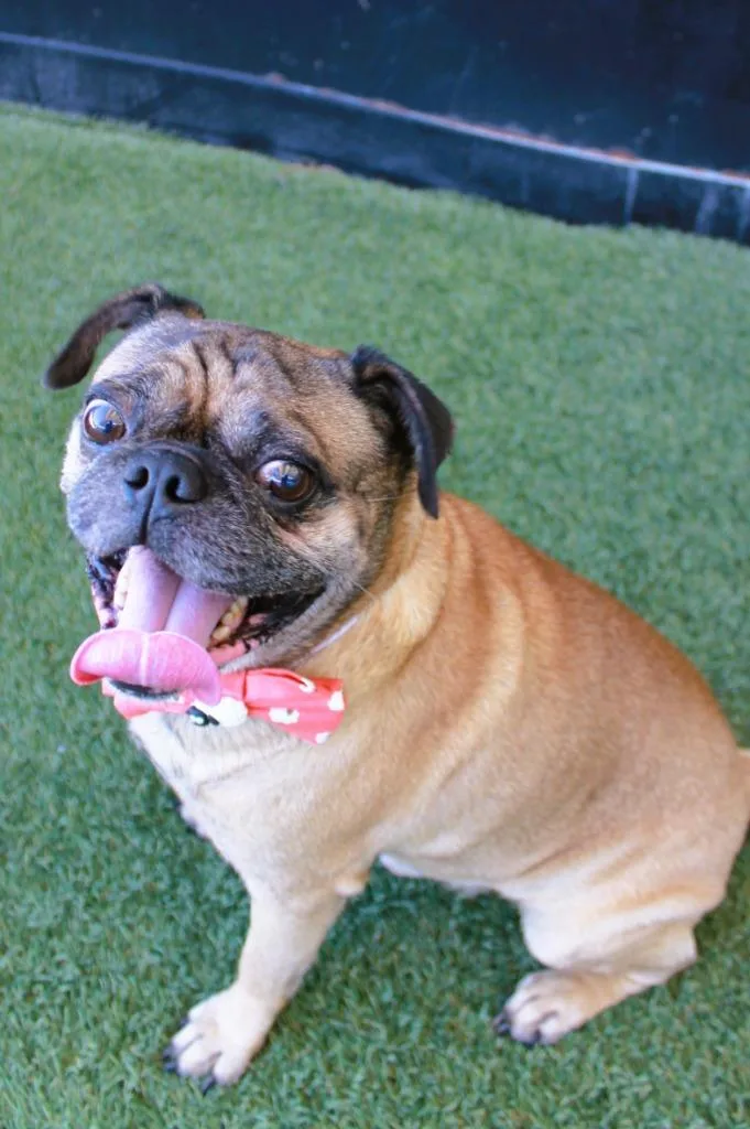 Pugberto thumbnail 5