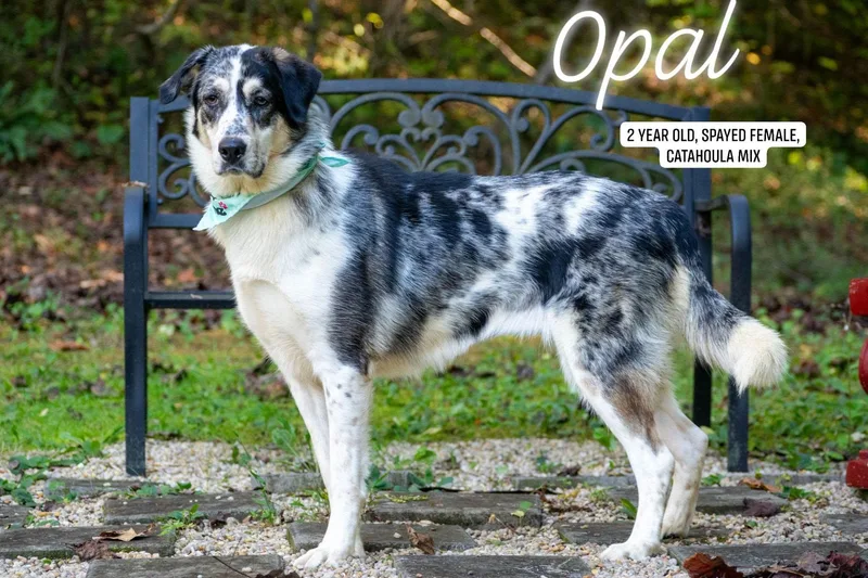 An adult large-sized female Catahoula Leopard Dog dog named Opal for adoption in Sevierville, TN