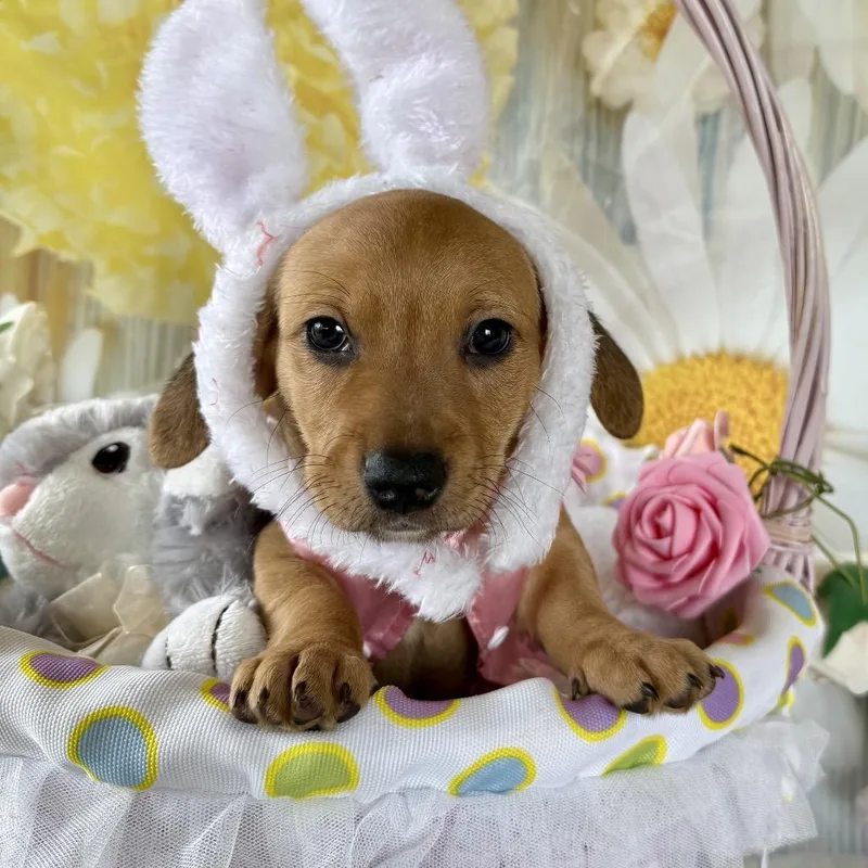 A baby small-sized female Chihuahua dog named Bunny Booboo for adoption in Cumming, GA