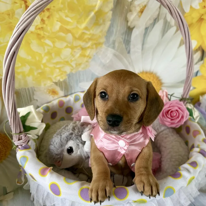 Bunny Booboo thumbnail 2