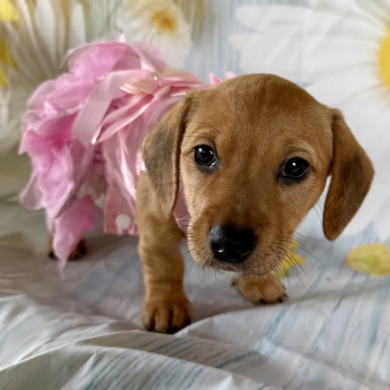 Bunny Booboo thumbnail 3