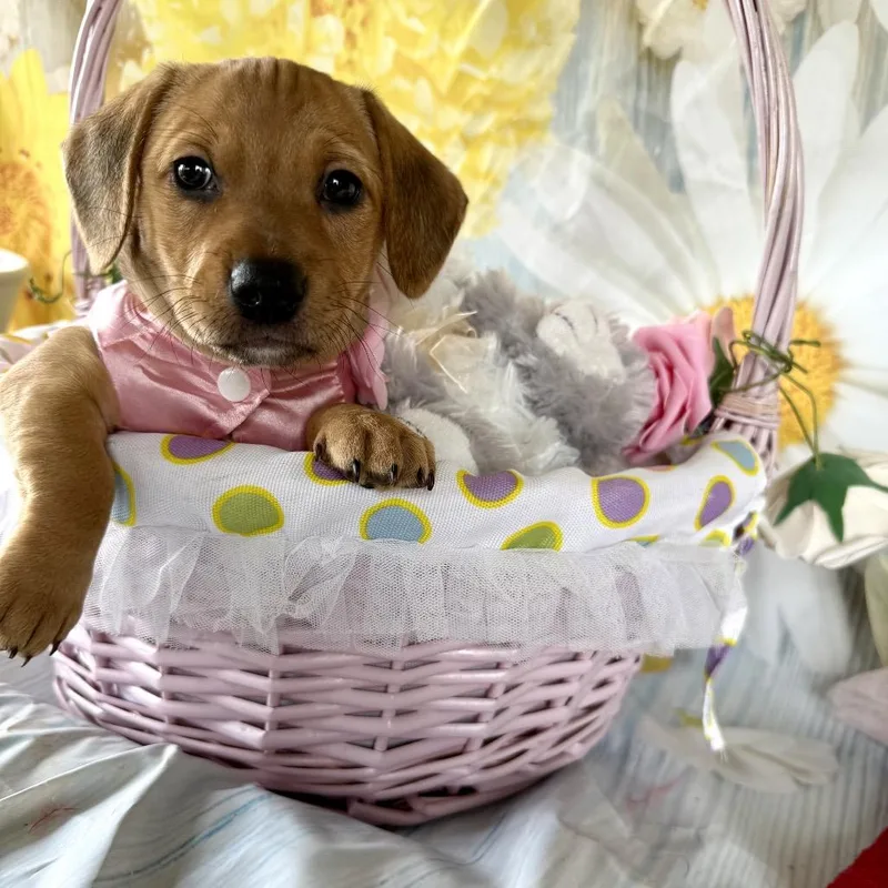 Bunny Booboo thumbnail 4