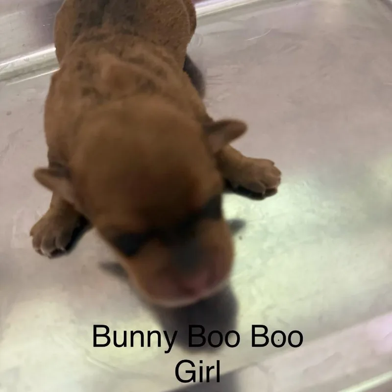 Bunny Booboo thumbnail 5