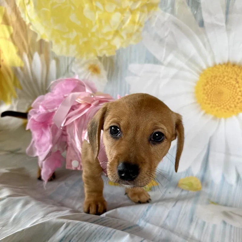 Bunny Booboo thumbnail 6