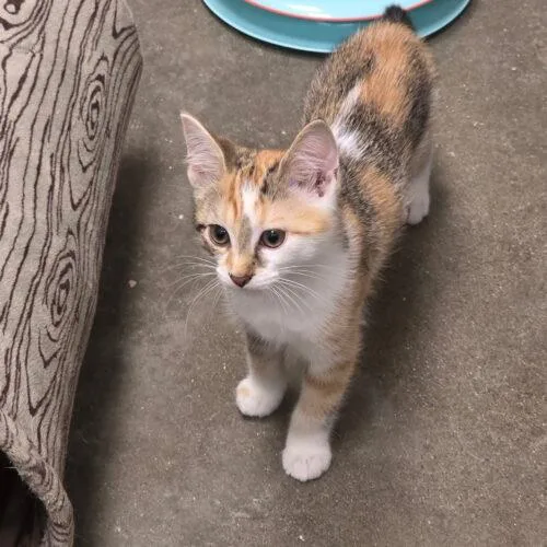 Fauna