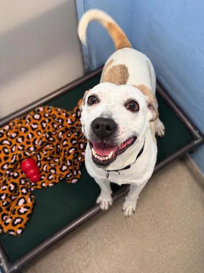 A young medium-sized female Terrier dog named Ellie for adoption in Palm Coast, FL