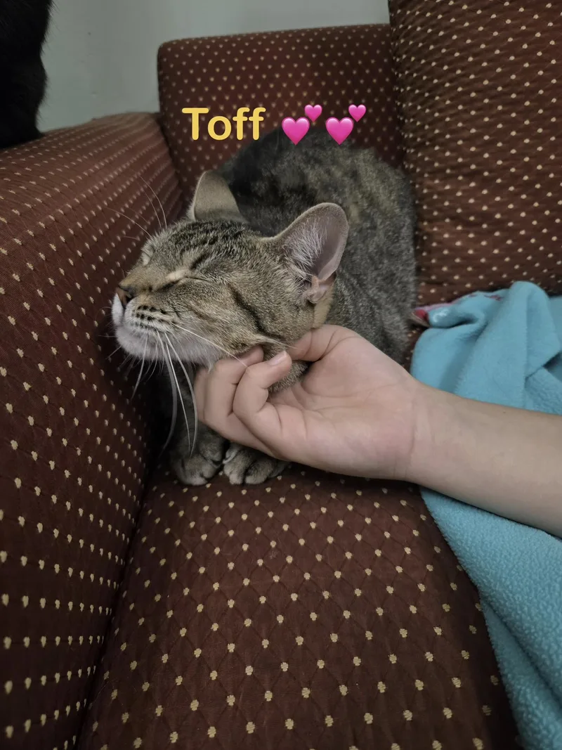 An adult small-sized female Gray / Blue / Silver Domestic Short Hair cat named Toff for adoption in Homestead, FL