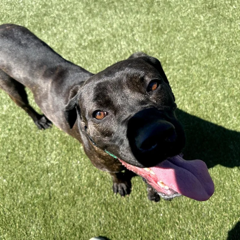 A senior large-sized female Brindle Mixed Breed dog named Cynthia for adoption in Medford, NJ