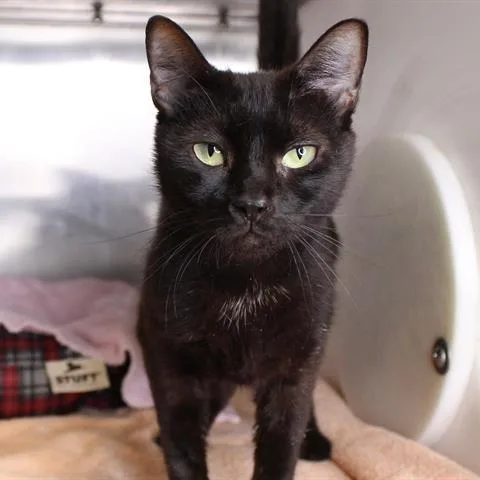 An adult medium-sized female Black Domestic Short Hair cat named Astrid for adoption in Hopkinton, MA