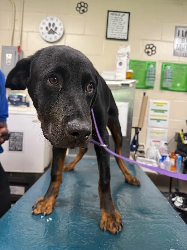 An adult large-sized male Rottweiler dog named Boston for adoption in Mobile, AL