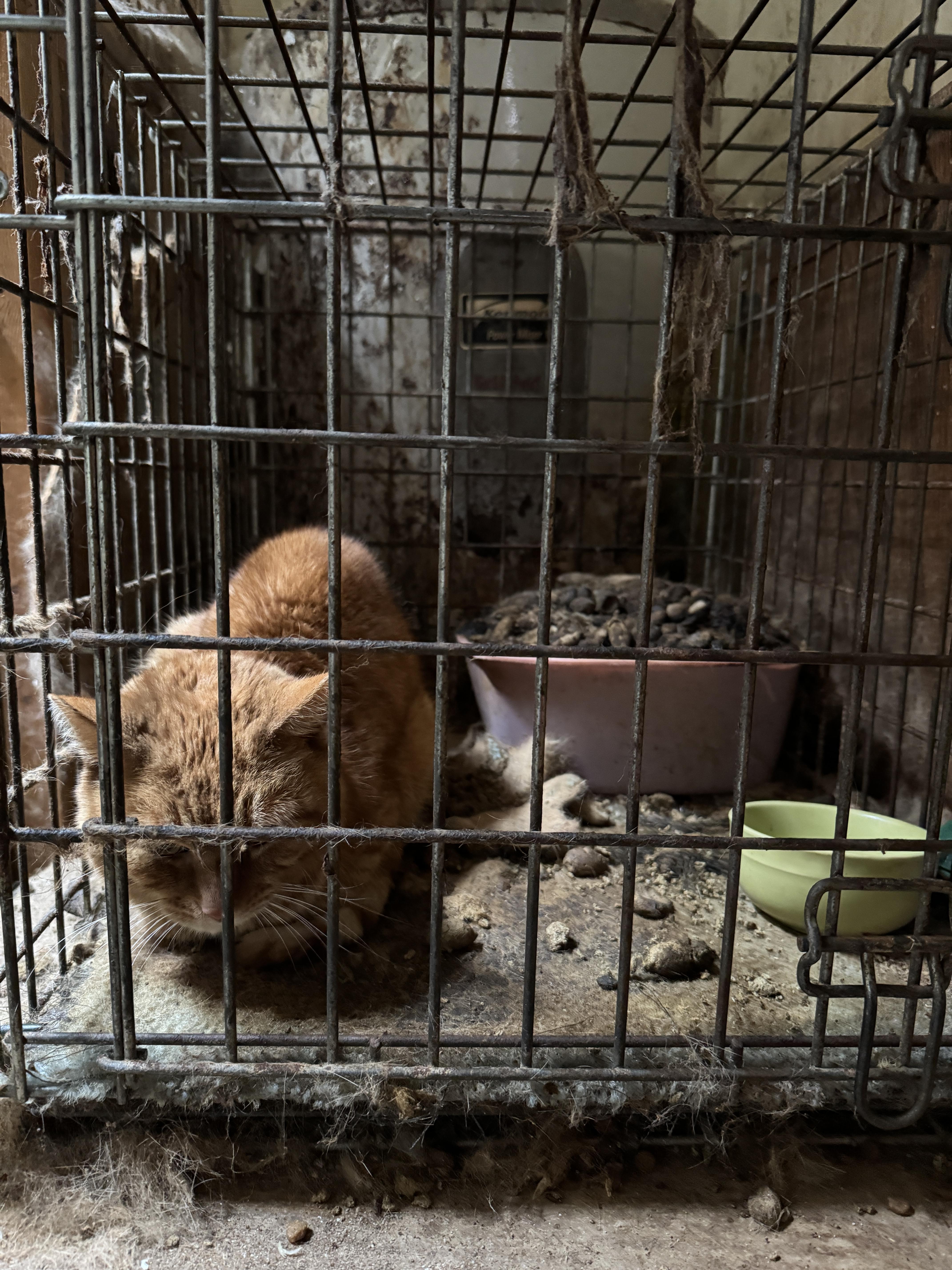 An adult large-sized male Domestic Short Hair cat named Clarence for adoption in Columbus, OH