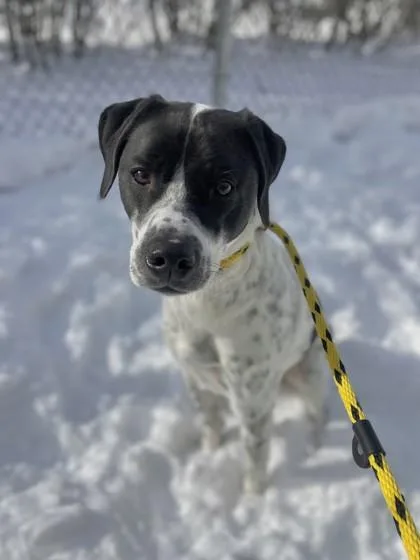 An adult medium-sized male German Shorthaired Pointer dog named Arlo for adoption in Columbus, IN