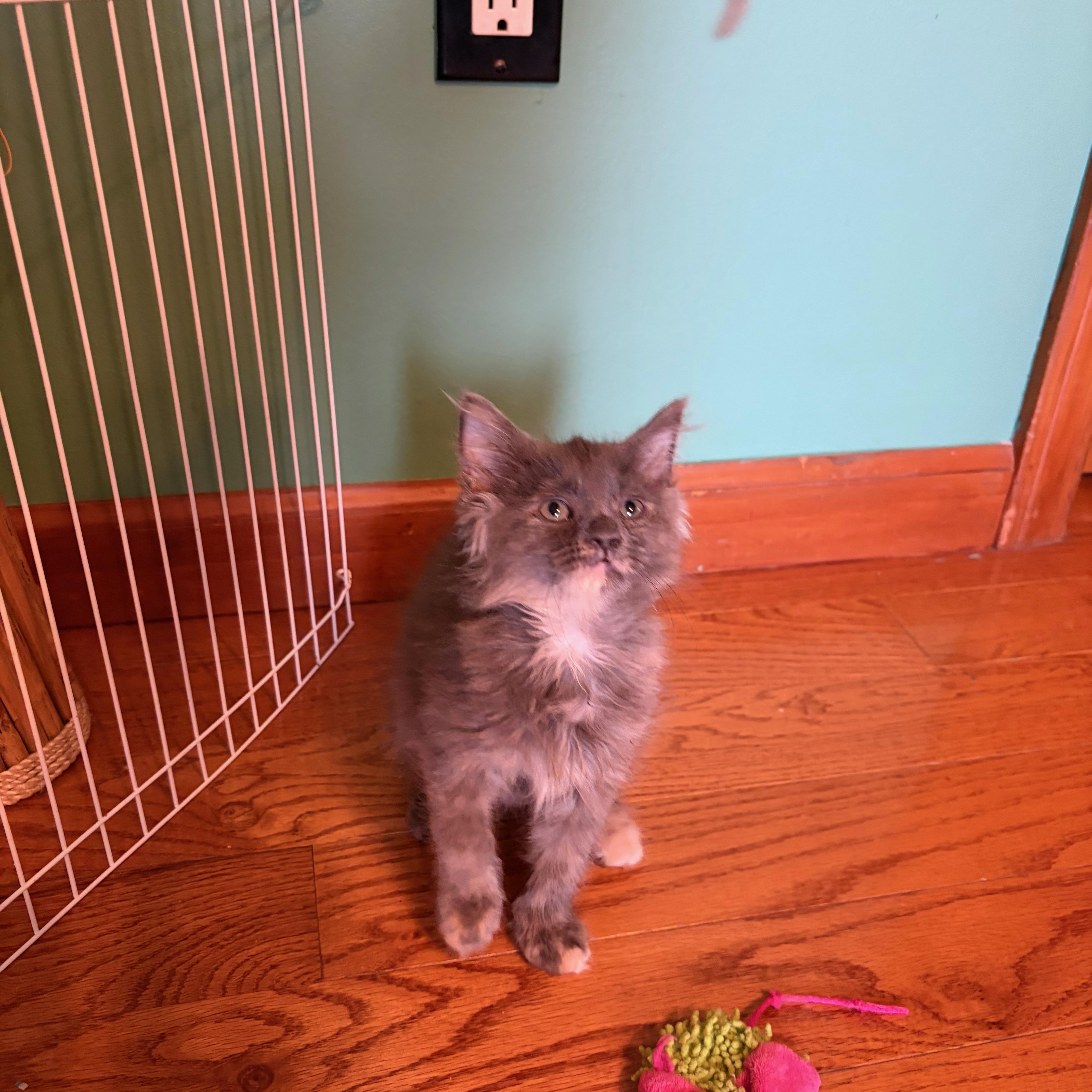 A baby medium-sized female Dilute Calico Domestic Short Hair cat named Dustie for adoption in East Hartford , CT