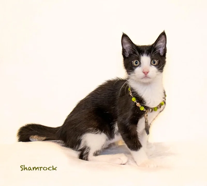 A baby small-sized female Domestic Short Hair cat named Shamrock for adoption in Hot Springs Village, AR