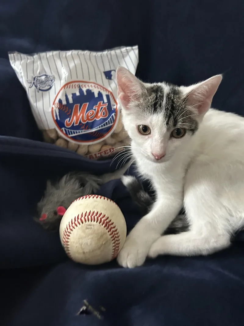 A baby small-sized female White Domestic Short Hair cat named Shea for adoption in Syosset, NY