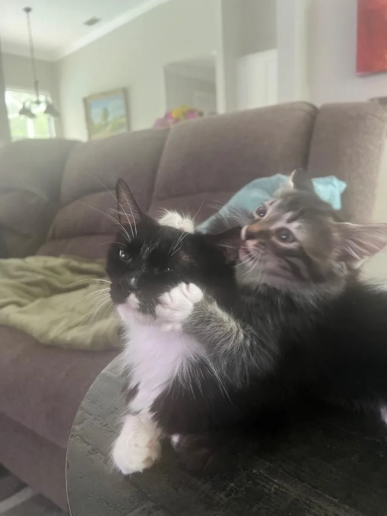 A baby medium-sized female Domestic Medium Hair cat named Lacey for adoption in New York, NY