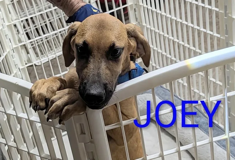 Joe