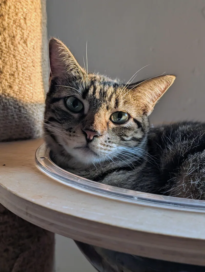 A young medium-sized female Tabby (Brown / Chocolate) Domestic Short Hair cat named Oingo for adoption in Pearland, TX