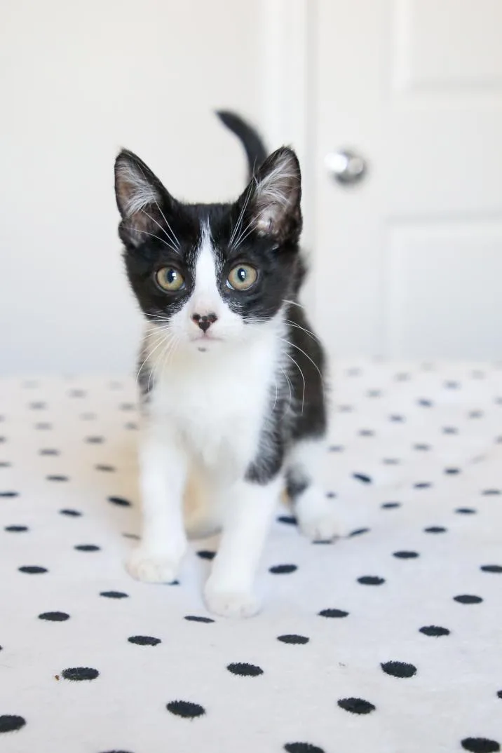 A baby large-sized male Black & White / Tuxedo Tuxedo cat named Oakley for adoption in Fort Worth, TX