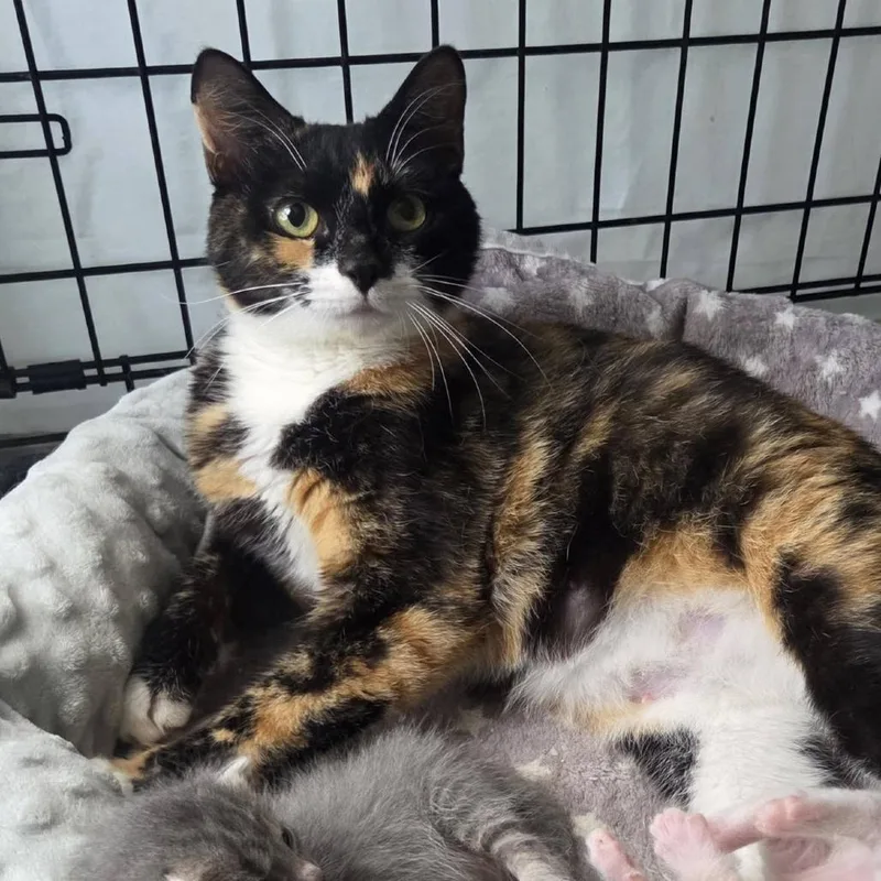 A young small-sized female Calico Domestic Short Hair cat named Libby for adoption in Reisterstown, MD