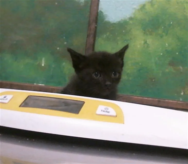A baby small-sized female Domestic Short Hair cat named Falafel for adoption in Houston, TX