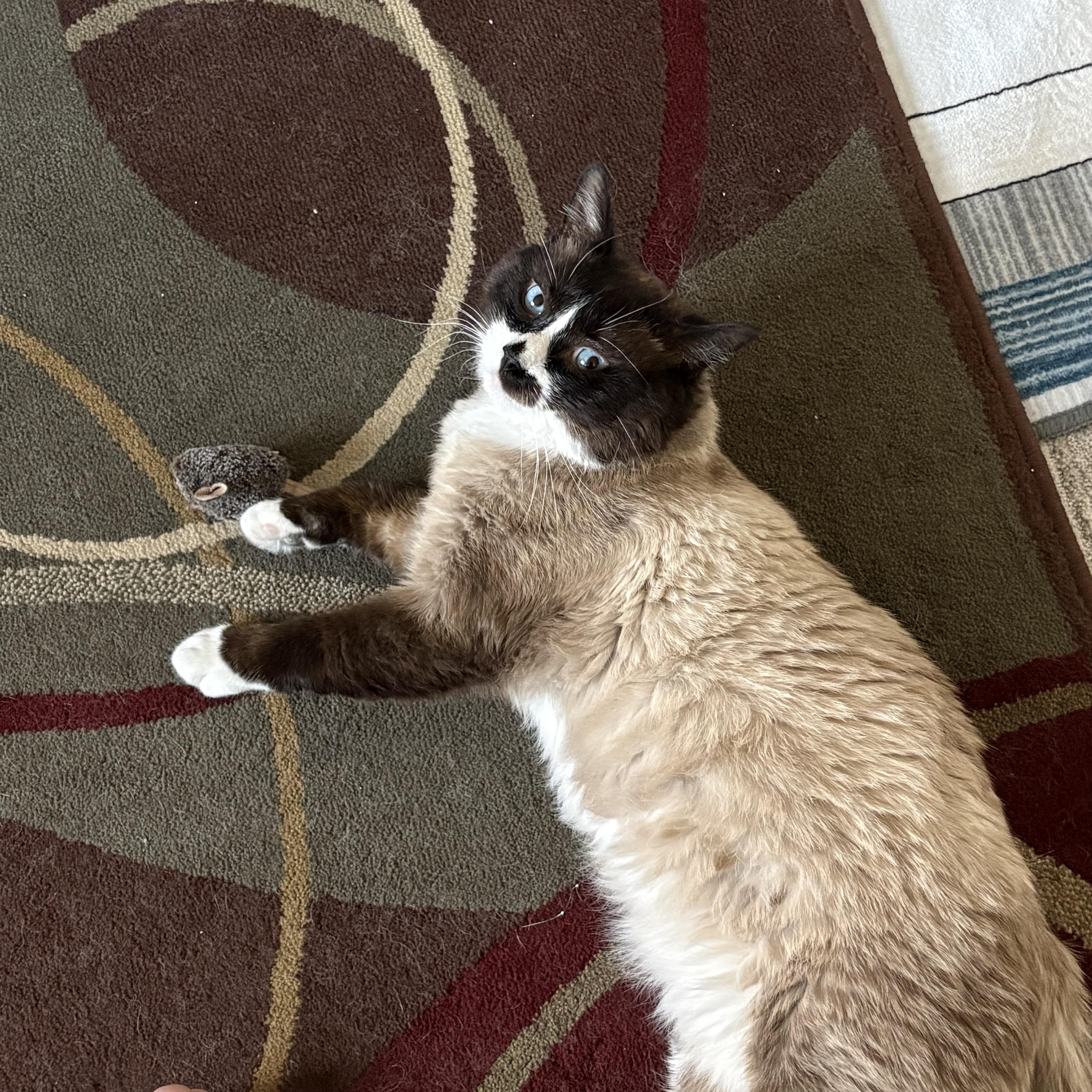 An adult large-sized male Snowshoe cat named Frankie for adoption in Aurora, CO