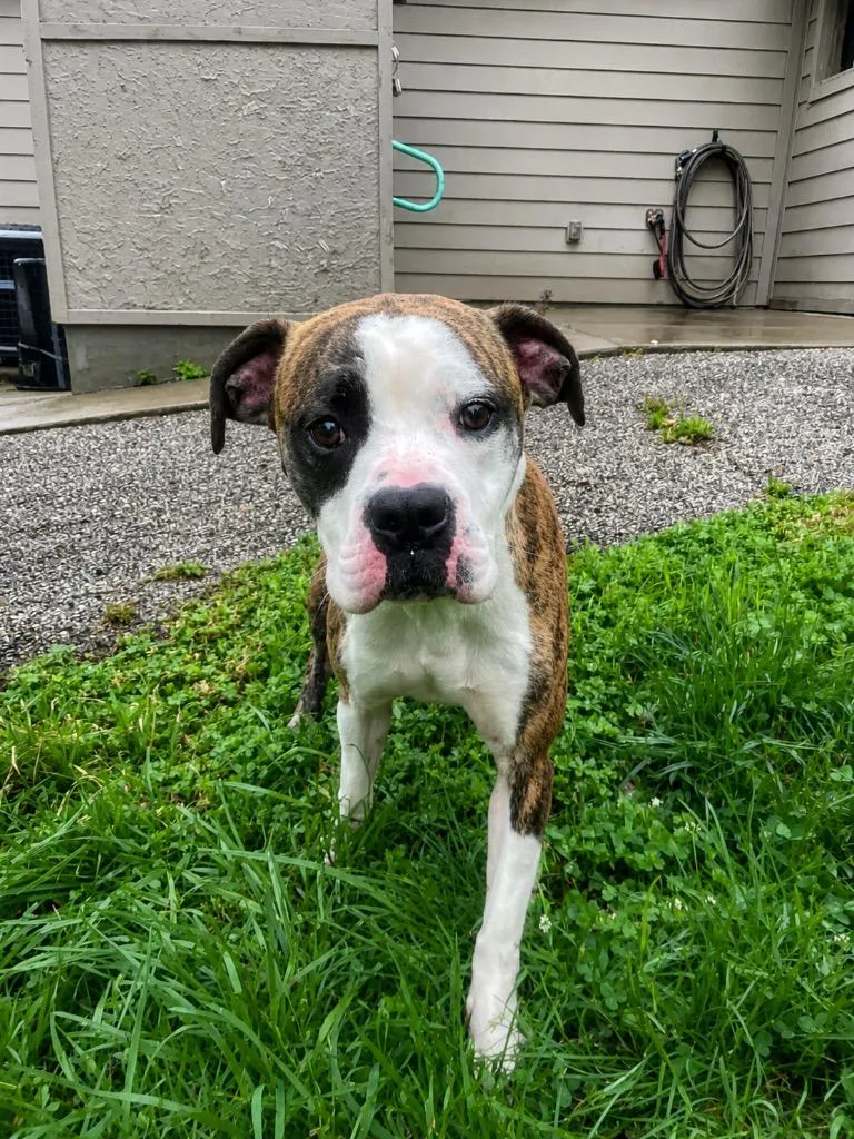 An adult large-sized male White / Cream Boxer dog named Baron for adoption in Maysville, KY