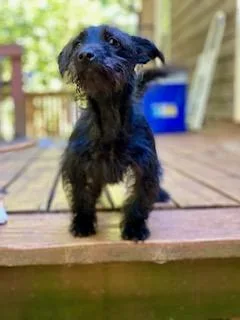 A baby small-sized female Black Miniature Schnauzer dog named Callie for adoption in Tifton, GA