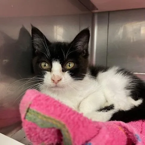 A baby small-sized male Black Domestic Short Hair cat named Norman for adoption in Long Beach, CA