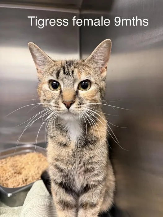 An adult medium-sized female Tabby (Gray / Blue / Silver) Domestic Short Hair cat named Tigress for adoption in Amherst, VA