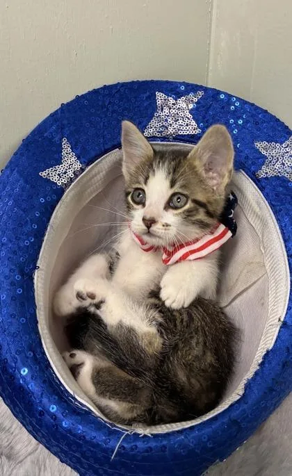 A baby medium-sized female Domestic Short Hair cat named Rye for adoption in Picayune, MS