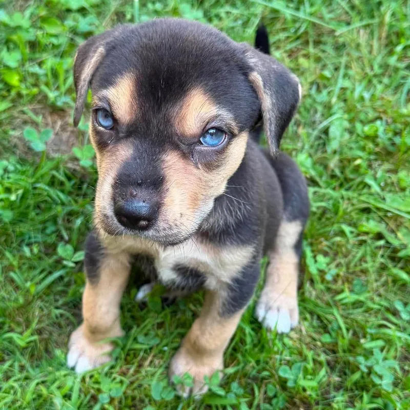 A baby medium-sized female Black Husky dog named CT Pua avail Aug for adoption in Eastford, CT