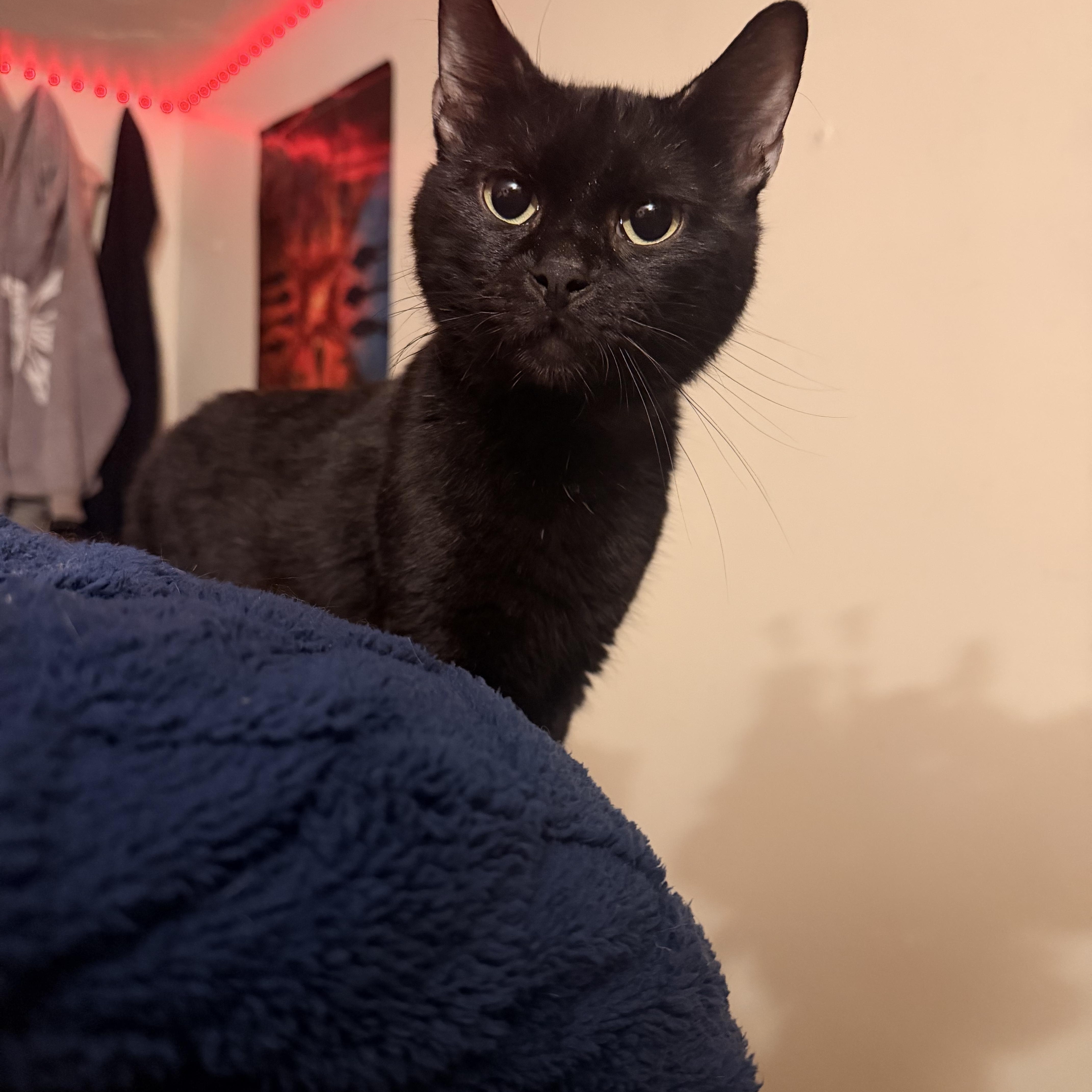 Salem thumbnail 2