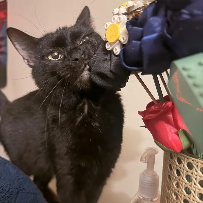 Salem thumbnail 3