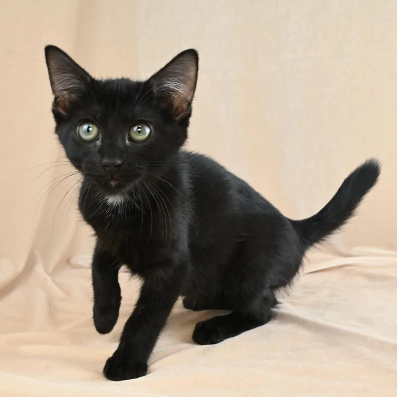 A baby small-sized male Black Domestic Short Hair cat named Einstein for adoption in Mobile, AL