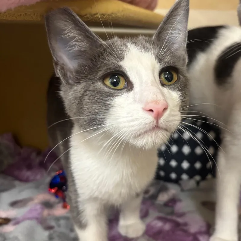 A baby small-sized male Gray / Blue / Silver Domestic Short Hair cat named Pepper for adoption in Las Vegas, NV