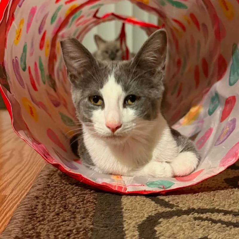 Pepper thumbnail 3