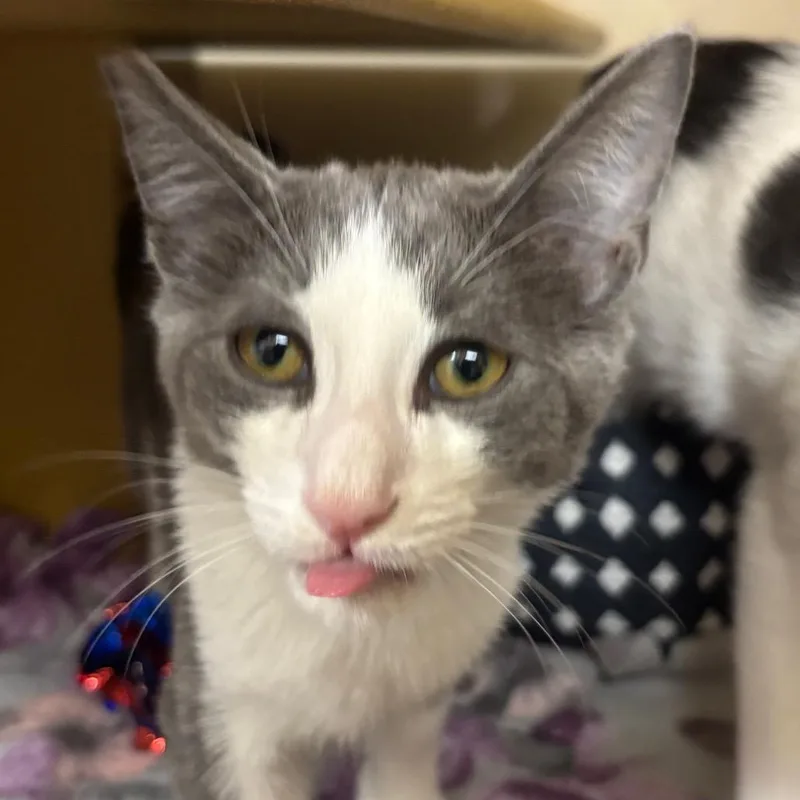Pepper thumbnail 6