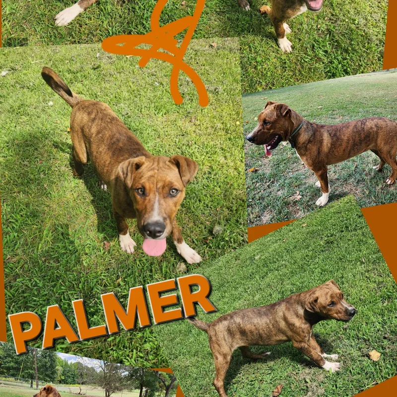 Palmer thumbnail 4