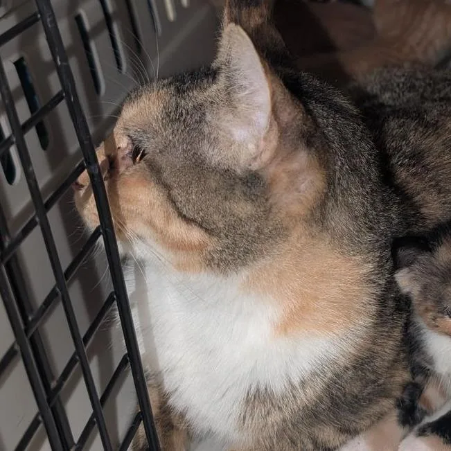 A young medium-sized female Calico Domestic Short Hair cat named Dumpling for adoption in Fairport, NY