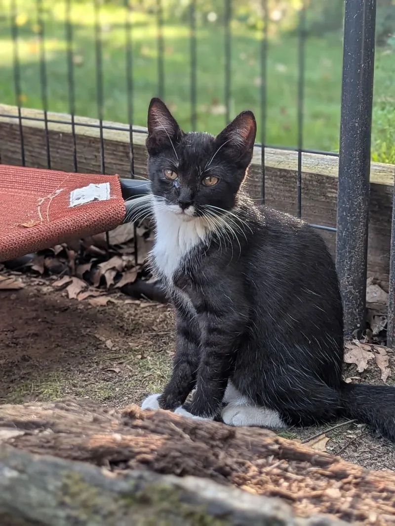 A baby medium-sized male Black & White / Tuxedo Domestic Short Hair cat named Nigel for adoption in Sterling Heights, MI